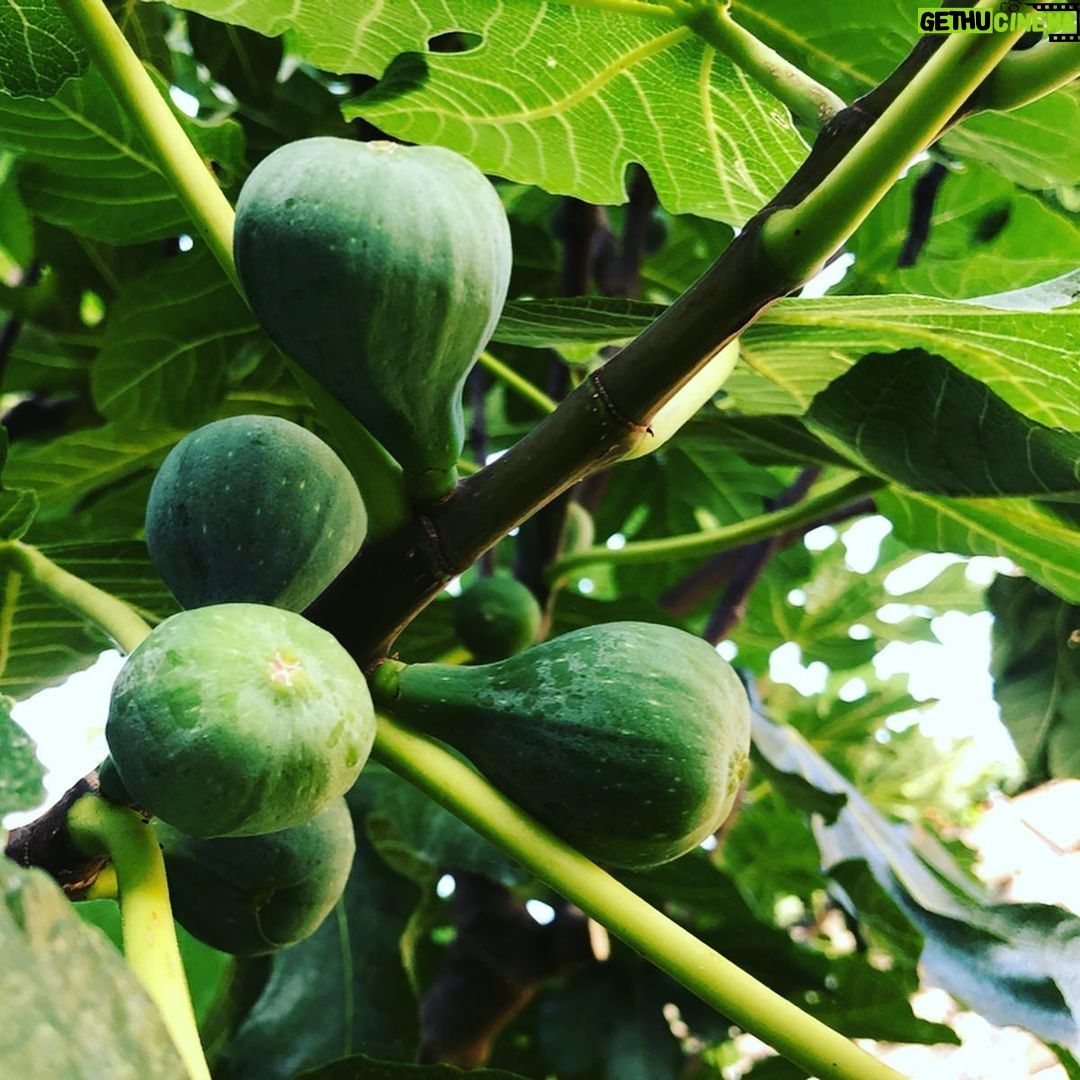 Steevy Boulay Instagram - Fraises Framboises Figues Raisins Tomates... Apres des saisons aux petits soins et beaucoup d amour me voilà récompensé ! #jardin #lemans