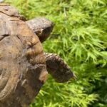 Steevy Boulay Instagram - 🐢 … 🐢 #jardin #tortue #烏龜