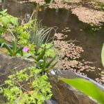 Steevy Boulay Instagram - Après un hiver dehors (et quelques jours de gel), les poissons rouges vont bien ! #bassin #jardin #poisson