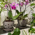 Steevy Boulay Instagram - Les pots pour orchidées d´ @isabellepao 👍🏼 très beaux objets, je vous les recommande vivement ! Fabriqué en France 🇫🇷 à #toulouse #orchids #orchidee #fleur Le Mans, France
