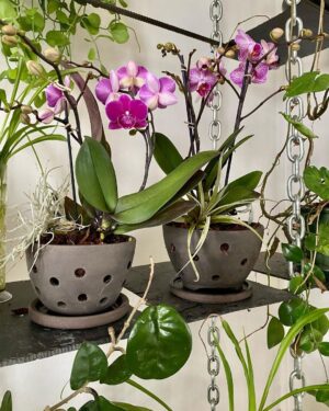 Steevy Boulay Instagram - Les pots pour orchidées d´  @isabellepao 👍🏼 très beaux objets, je vous les recommande vivement ! 
Fabriqué en France 🇫🇷 à #toulouse 

#orchids #orchidee #fleur