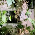 Steevy Boulay Instagram - Steevyworld’s #urbanjungle #plante #monstera #deco
