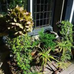 Steevy Boulay Instagram - Home #plantes #jardin #planteverte
