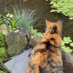 Steevy Boulay Instagram - #jardin #chat #bassin #poisson #plante #decojardin