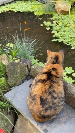 Steevy Boulay Instagram - #jardin #chat #bassin #poisson #plante #decojardin