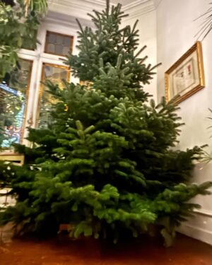 Steevy Boulay Instagram - Le Sapin 🌲 

#sapin #sapindenoel
