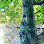 Steevy Boulay Instagram - Maître Figuier est de bonne humeur aujourd’hui. J en profite ! #jardin #figuier #garden Le Mans, France