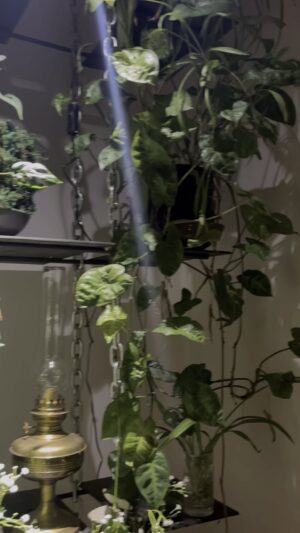 Steevy Boulay Instagram - JUNGLE. 🌳🪴🌳

#plante #deco #jardinvertical