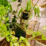 Steevy Boulay Instagram - Jardin suspendu #urbanjungle #houseplants #plantlife #plantsofinstagram #plantslover #indoorplants #plantesinterieur