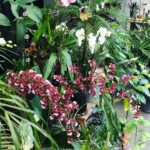 Steevy Boulay Instagram - Allez au boulot ! 💦 #orchid #urbanjungle #daddyplants #plants