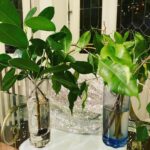Steevy Boulay Instagram - Expérience & Résultats Il y a deux semaines, j’ai taillé mon ficus et j’ai mis les branches dans deux verres : - Verre de gauche : eau et charbon, - Verre de droite : juste de l’eau. Au bout de deux semaines, les résultats sont imparables. Le charbon évite à l’eau de croupir et nourrit la plante. Les boutures font des racines et s’épanouissent. Quant aux boutures misent juste dans l’eau, elles ne développent aucune racine, les boutures sont mourantes et l’eau a croupi. #plantes #boutures #ficus #plants Le Mans, France