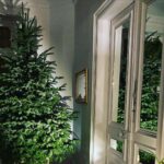 Steevy Boulay Instagram - En place ! 🌲⭐️ #sapin #christmastree