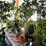 Steevy Boulay Instagram - Cheminée d’automne #naturaldesign #plants #plantslover #houseplants #daddyplants #boyswithplants