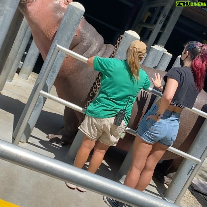 Steffanie Newell - 22.7K Likes - This is not a drill...I PET & FED A FREAKING HIPPO! My life is made🥰😭