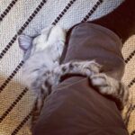 Stephen Manas Instagram - I have to admit it.. I have always been more of a #doglover but #cats have something quite unique ... ❤️ #love #maincoon Genève, Switzerland