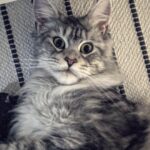 Stephen Manas Instagram - I have to admit it.. I have always been more of a #doglover but #cats have something quite unique ... ❤️ #love #maincoon Genève, Switzerland