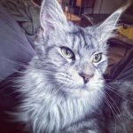 Stephen Manas Instagram - I have to admit it.. I have always been more of a #doglover but #cats have something quite unique ... ❤️ #love #maincoon Genève, Switzerland