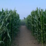 Steve Blackman Instagram – Getting ready for @ellenpage to run through our corn field grown just for this shoot (when we were done, corn was turned into feed. Nothing was wasted!) @umbrellaacad @netflix