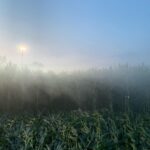 Steve Blackman Instagram – Getting ready for @ellenpage to run through our corn field grown just for this shoot (when we were done, corn was turned into feed. Nothing was wasted!) @umbrellaacad @netflix