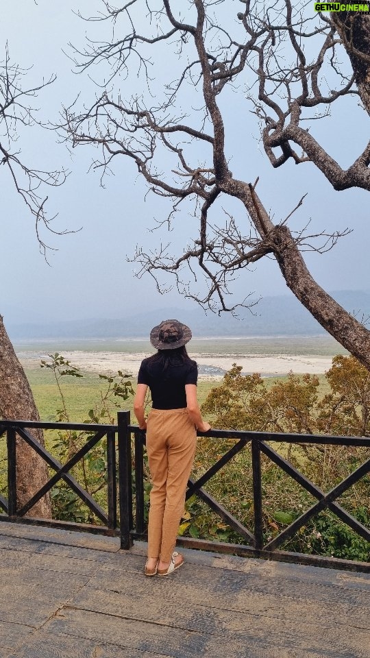 Suhani Dhanki Instagram - In the dense forest of happy times, where I was carefree and spirited 💚 The bountiful @jimcorbettnationalpark - home to boundless creatures, where the bonded make memories abounded. . . . #uttarakhand #jimcorbett #safari #dhikala #jhirna #sitabani #nature #splendoursofnature #wildlife Jim Corbett National Park
