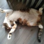 Suna Yıldızoğlu Instagram - Bu soğuk kış günlerinde başka ne yapılır? Bizim Possum 😻