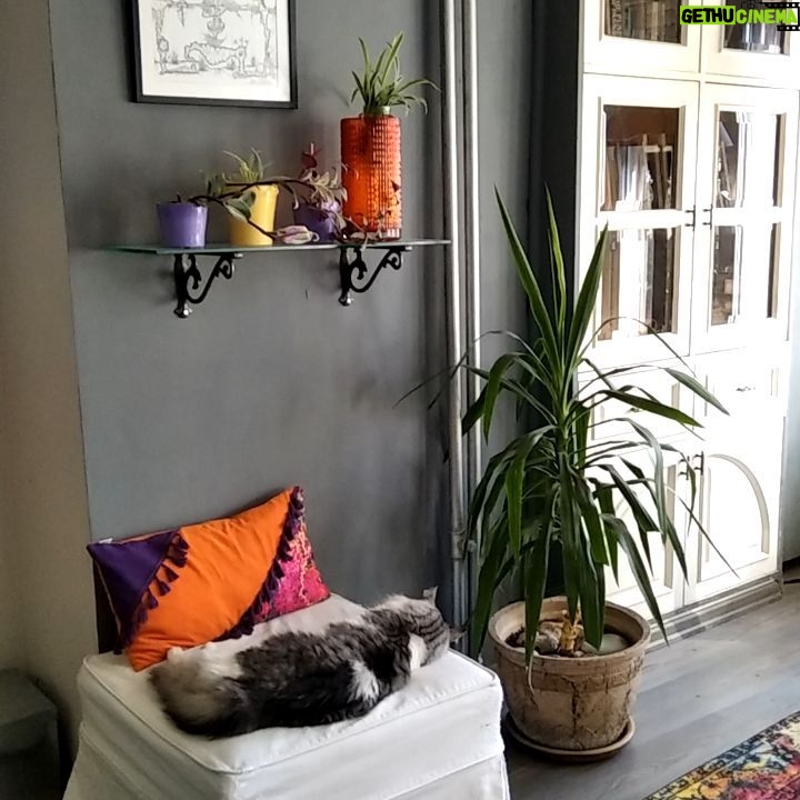 Suna Yıldızoğlu Instagram - Yavaş yavaş evimi istediğim hale getiriyorum. Yastıklar ve mobilya döşemesi @hazedesigntekstil @haze_design_lab 🙏🙏🙏🙏❤️