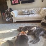 Sunny Hostin Instagram - I’m trying to figure out why I have two Newfies that weigh more than I do. Not sure.