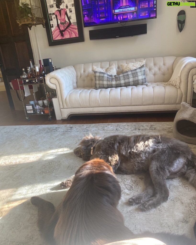 Sunny Hostin Instagram - I’m trying to figure out why I have two Newfies that weigh more than I do. Not sure.