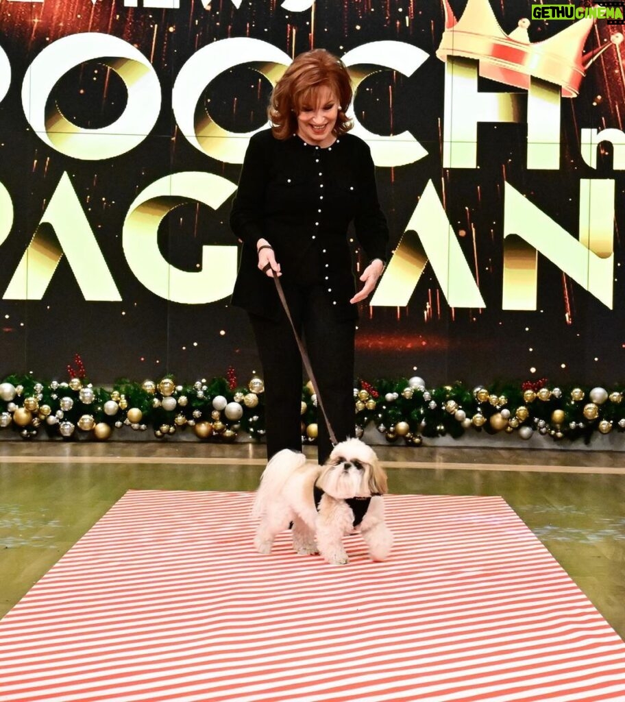 Sunny Hostin Instagram - Congrats to @Sunny's pups Harlow and Finn who won #TheView's first ever pooch pageant! Tap our link in bio to hear Sunny discuss her big win on our #BehindTheTable podcast!