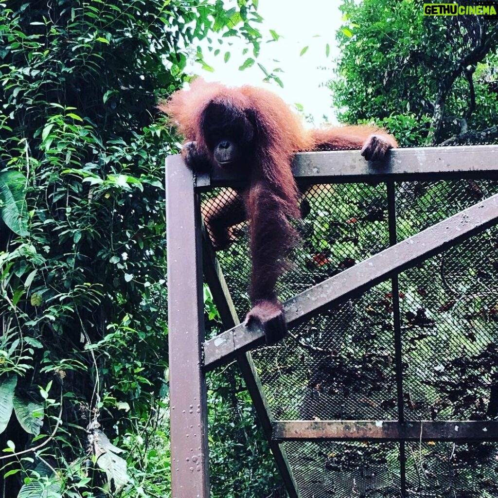 Susan Carland Instagram - Borneo is stunning! I’m here for work, and it’s beautiful, hot, and rainy (guess that’s where the “rain” in rainforest comes from). And if any of my @monash.arts Bachelor of Global Studies students follow me: if you’re doing 2nd or 3rd year next year, you can do LFSC3 with me here as an intensive in June/July! It’s going to be ace (and hot. Really hot). A hint about the topic we’ll be focusing on is in one of the pics 🙃 @monash_uni