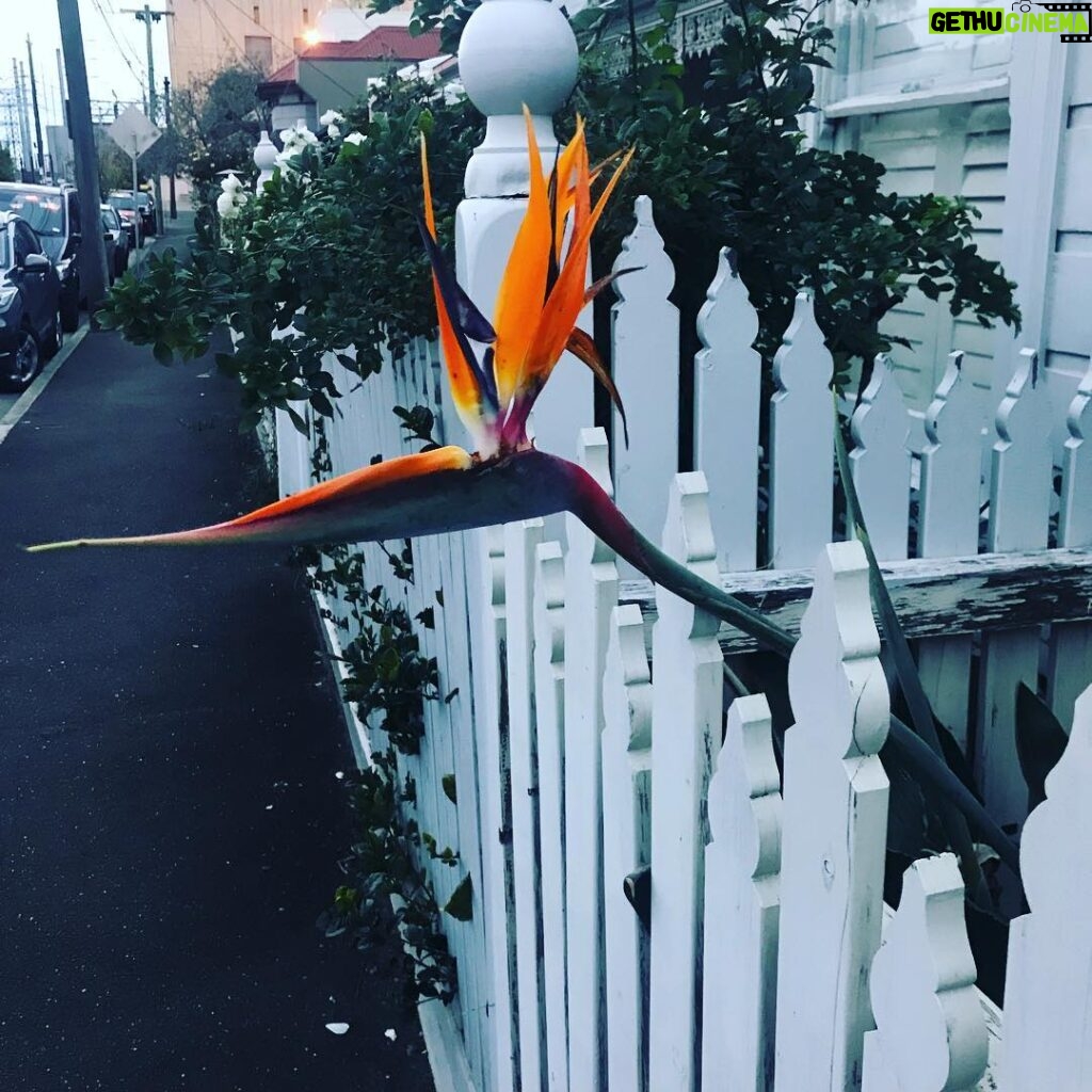 Susan Carland Instagram - Felt like a tropical duck was sticking its head over the fence to say “Hi” on my walk home