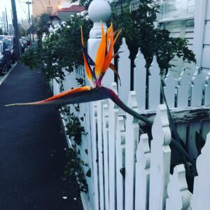 Susan Carland Instagram - Felt like a tropical duck was sticking its head over the fence to say “Hi” on my walk home