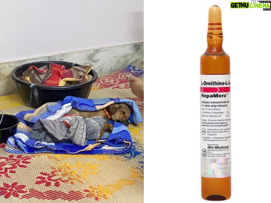 Swastika Mukherjee Instagram - Firstly, we want to express our gratitude for your support towards the little puppy coping with a fractured leg Your generosity helped us achieve our previous goal of raising ₹4,000, for which we are profoundly thankful. Unfortunately, the puppy's condition has taken a challenging turn. The puppy’s ongoing saline drips has led to liver complications, increasing our financial burden. The attached image portrays the liver injection essential for the pup's treatment. Unfortunately, this injection is available solely at a government hospital meant for human use. Each dose of this vital injection costs ₹350, and the puppy needs it twice daily, along with the saline drips. It's crucial to maintain this treatment protocol until the puppy's immune system cooperates. ‼️CONSEQUENTLY, WE ARE IN URGENT NEED OF ADDITIONAL FUNDS,REQUIRING MINIMUM OF 5,000‼️ This amount will hopefully cover the expenses for the essential liver injection, alongside the ongoing daily fees for the administration of saline by doctor's assistant. Your continued support is invaluable to us, and any contribution towards this cause is immensely appreciated. THANK YOU✨