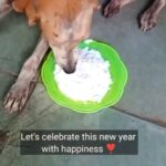 Swastika Mukherjee Instagram – Happy New year ❤️
.
.@team.pawclub ❤️
.
.
.
.
.
.
.
.
.

.
.
.
.
.
.#reels #instagood #animallovers #viral #engagement #explorepage #newyear #doglover #streedog