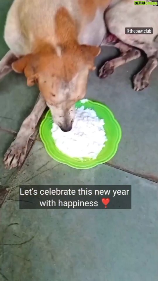 Swastika Mukherjee Instagram - Happy New year ❤️ . .@team.pawclub ❤️ . . . . . . . . . . . . . . .#reels #instagood #animallovers #viral #engagement #explorepage #newyear #doglover #streedog