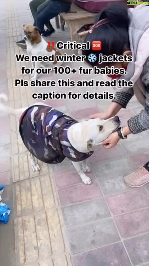 Swastika Mukherjee Instagram - Please help @friendsoffeedoh keep the doggos warm this winter! Description below As you know temperatures in Delhi are going down drastically. We urgently need jackets of all sizes but especially for bigger dogs as it’s becoming too cold for them. Pls donate winter jackets for them via our Amazon wishlist in bio. You can also transfer funds to us via UPI: 7011309453 or bank (details in pinned post). For any questions/information/our PayPal, pls feel free to DM to us. Your help will hugely appreciated at this moment. We are very hopeful you’ll help us fur babies. Thank you so much ❤️🙏🏼 . . [dogs, animal welfare, help animals, #dogs]
