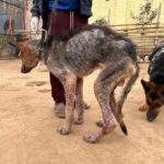 Swastika Mukherjee Instagram – Please donate and help this doggo live. 🙏🏻 To donate: Paytm/gpay/phonepay at 9599908678
Via @funandfur
CAN YOU BELIEVE ITS A GERMAN SHEPHERD?
REQUESTING EVERYONE TO PLEASE COME FORWARD AND DONATE! OUR BILLS OUR JUST PILING UP AND WE ARE RESCUING COUNTLESS OF BABIES.
Paytm/gpay/phonepay at 9599908678