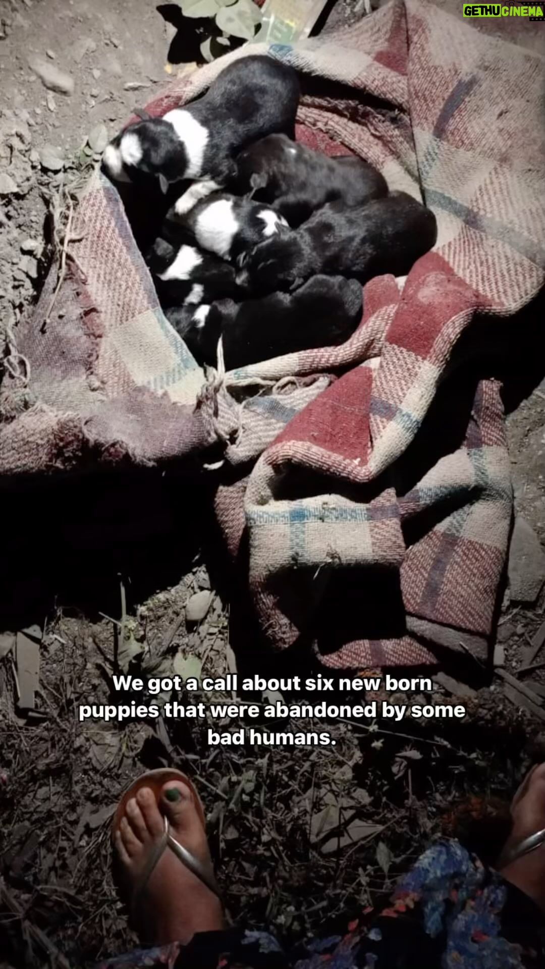 Swastika Mukherjee Instagram - Sometimes, Human cruelty disregards the heartbeats echoing from innocent paws 💔 . . . #foster #puppies #animalcruelty Siliguri