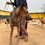 Swastika Mukherjee Instagram – Please donate and help this doggo live. 🙏🏻 To donate: Paytm/gpay/phonepay at 9599908678 

Via @funandfur 

CAN YOU BELIEVE ITS A GERMAN SHEPHERD?
REQUESTING EVERYONE TO PLEASE COME FORWARD AND DONATE! OUR BILLS OUR JUST PILING UP AND WE ARE RESCUING COUNTLESS OF BABIES.
Paytm/gpay/phonepay at 9599908678