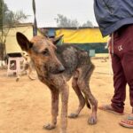 Swastika Mukherjee Instagram – Please donate and help this doggo live. 🙏🏻 To donate: Paytm/gpay/phonepay at 9599908678 

Via @funandfur 

CAN YOU BELIEVE ITS A GERMAN SHEPHERD?
REQUESTING EVERYONE TO PLEASE COME FORWARD AND DONATE! OUR BILLS OUR JUST PILING UP AND WE ARE RESCUING COUNTLESS OF BABIES.
Paytm/gpay/phonepay at 9599908678