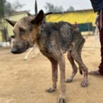 Swastika Mukherjee Instagram – Please donate and help this doggo live. 🙏🏻 To donate: Paytm/gpay/phonepay at 9599908678 

Via @funandfur 

CAN YOU BELIEVE ITS A GERMAN SHEPHERD?
REQUESTING EVERYONE TO PLEASE COME FORWARD AND DONATE! OUR BILLS OUR JUST PILING UP AND WE ARE RESCUING COUNTLESS OF BABIES.
Paytm/gpay/phonepay at 9599908678