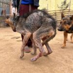 Swastika Mukherjee Instagram – Please donate and help this doggo live. 🙏🏻 To donate: Paytm/gpay/phonepay at 9599908678 

Via @funandfur 

CAN YOU BELIEVE ITS A GERMAN SHEPHERD?
REQUESTING EVERYONE TO PLEASE COME FORWARD AND DONATE! OUR BILLS OUR JUST PILING UP AND WE ARE RESCUING COUNTLESS OF BABIES.
Paytm/gpay/phonepay at 9599908678