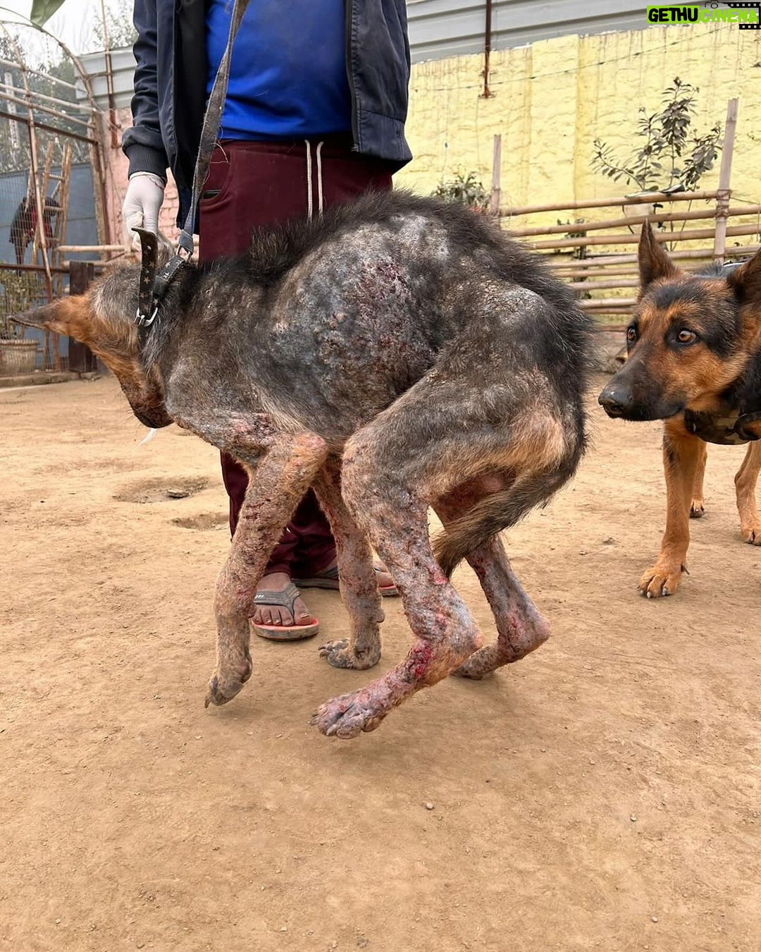 Swastika Mukherjee Instagram - Please donate and help this doggo live. 🙏🏻 To donate: Paytm/gpay/phonepay at 9599908678 Via @funandfur CAN YOU BELIEVE ITS A GERMAN SHEPHERD? REQUESTING EVERYONE TO PLEASE COME FORWARD AND DONATE! OUR BILLS OUR JUST PILING UP AND WE ARE RESCUING COUNTLESS OF BABIES. Paytm/gpay/phonepay at 9599908678
