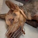 Swastika Mukherjee Instagram – Please donate and help this doggo live. 🙏🏻 To donate: Paytm/gpay/phonepay at 9599908678
Via @funandfur
CAN YOU BELIEVE ITS A GERMAN SHEPHERD?
REQUESTING EVERYONE TO PLEASE COME FORWARD AND DONATE! OUR BILLS OUR JUST PILING UP AND WE ARE RESCUING COUNTLESS OF BABIES.
Paytm/gpay/phonepay at 9599908678