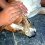 Swastika Mukherjee Instagram – We have rescued this dog yesterday , he was so fragile and weak … 💔
He is suffering from parvo virus . We have given him some fluids and antibiotics .
It’s heartbreaking to see dogs in this condition..💔😣
.
We will share the update soon ❤️
.
.
.
.
.
.
.
.
.
.
#save #treatment #rescue #reels #instagood #dogsofinstagram #dogoftheday