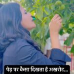Sweta Singh Instagram - पैकेट में ख़रीदे अखरोट का पेड़ वाला जीवन काल! अखरोट का फल नहीं, बीज खाते हैं हम। एक पेड़ लगभग पचास से ढाई सौ साल तक जीवित रहता है। #walnut #kashmiriwalnuts #nuts District Budgam, J&K