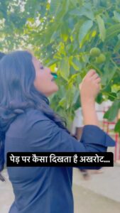 Sweta Singh Instagram - पैकेट में ख़रीदे अखरोट का पेड़ वाला जीवन काल! अखरोट का फल नहीं, बीज खाते हैं हम। एक पेड़ लगभग पचास से ढाई सौ साल तक जीवित रहता है। #walnut #kashmiriwalnuts #nuts District Budgam, J&K