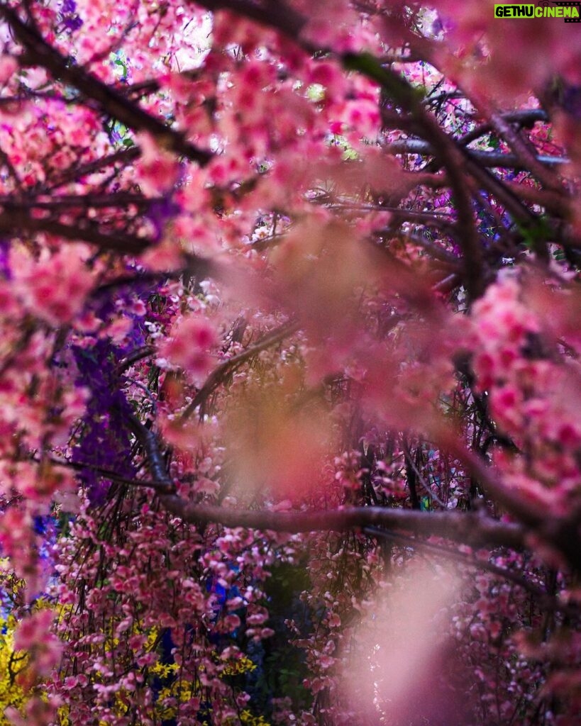Takashi Sakurai Instagram - 蜷川実花展に伺って来ました 先日ひょんなご縁で実花さんにお会いさせて頂いた時にお話しされていたこちらの展覧会 居ようと思えばあと2時間くらい余裕でずっと見ていられるようなそんな素敵な空間でした みなさまも是非ご体験下さい！ 「蜷川実花展 Eternity in a Moment瞬きの中の永遠」 2023.12/5-2024.2/25 TOKYO NODE 45 BE GALLERY A/B/C #蜷川実花展eim #100万色の桃源郷へ #tokyonode #mikaninagawa #蜷川実花