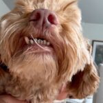 Taylor Hill Instagram – Happy Tate Tuesday! Thank you for all your recommendations on helping Tate takes his meds. Ham is the clear winner!