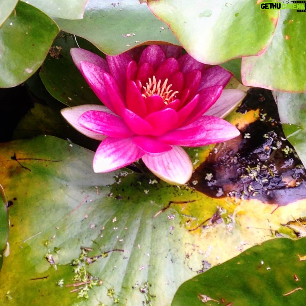 Ted Kravitz - 256 Likes - Summer water lily.